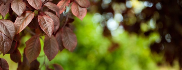 Jornadas de Puertas Abiertas en EntreÁlamos